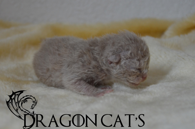 Visenya Targaryen  Fawn -26-janvier 2024 (6).jpg